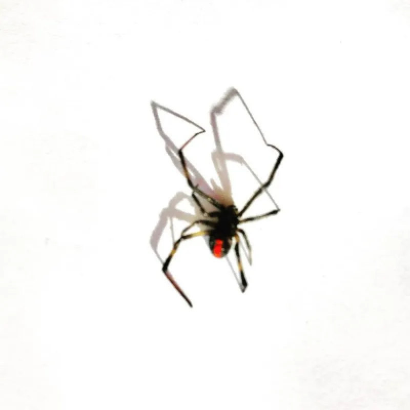 Redback Spider