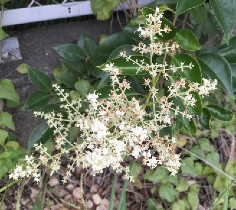 線香花火