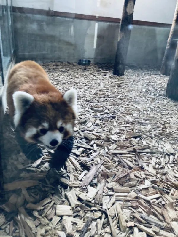 可愛さ余って憎さ100倍