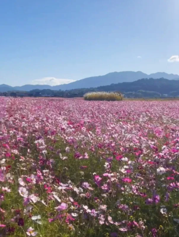 秋桜