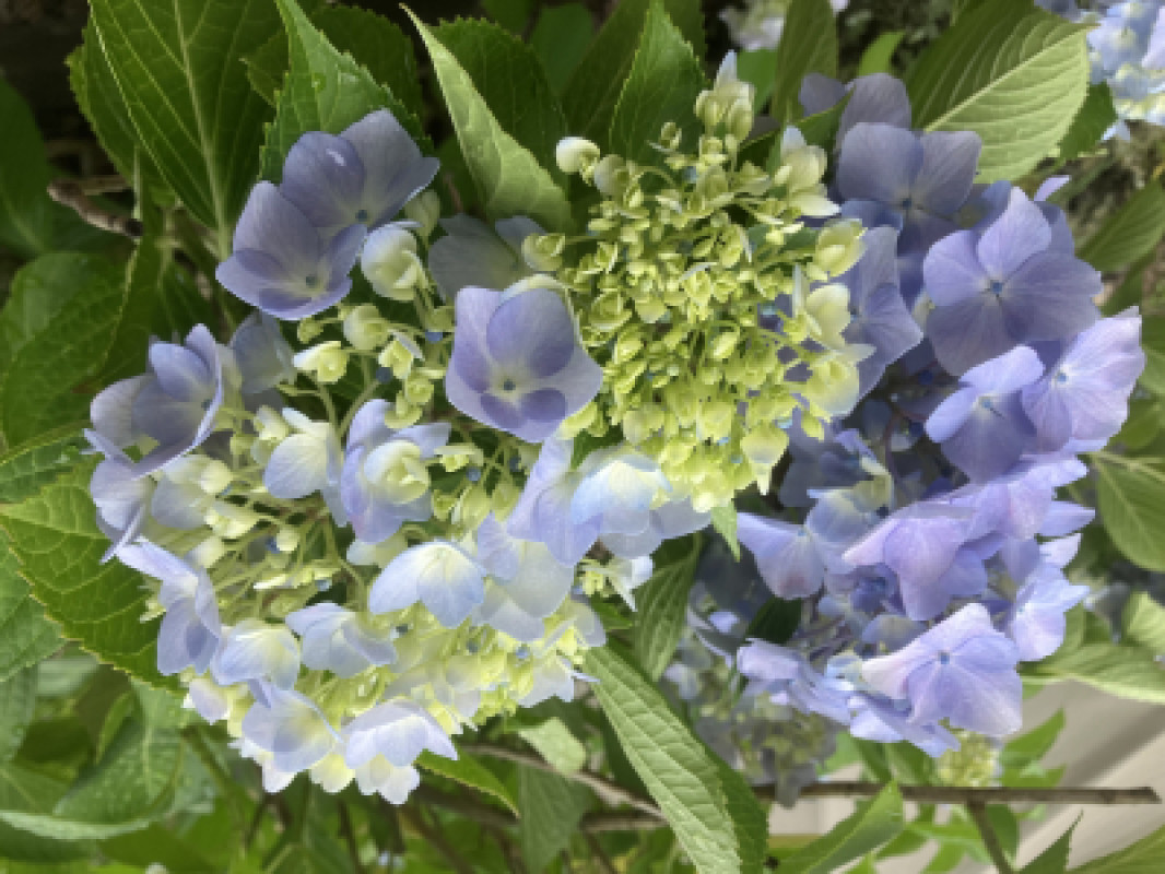 6月?