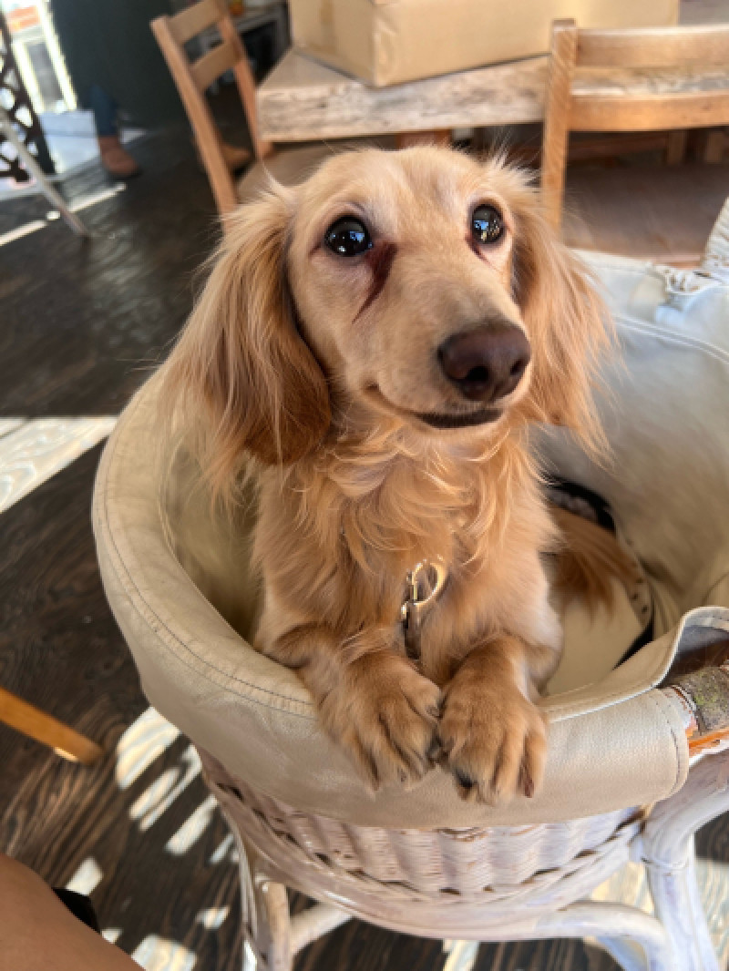 うちの愛犬
