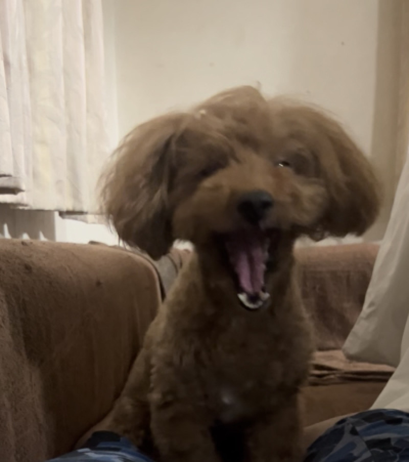 コウヤの予定と?