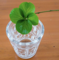 博多どんたく…といえば？