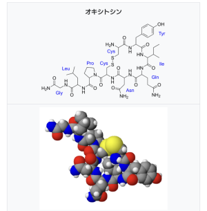 オキシトシンとエンドルフィン