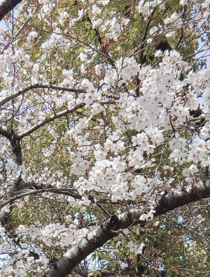 ４月第２週