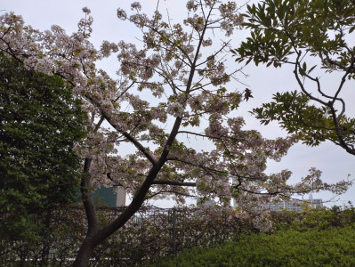 葉桜、花散らしの雨