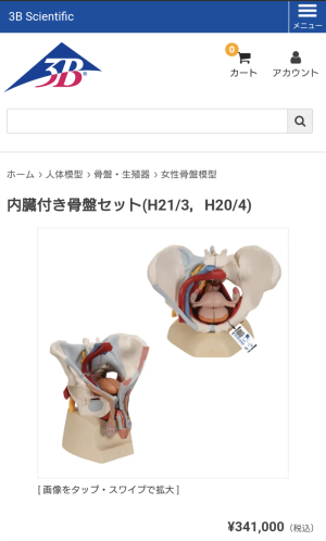 骨盤分解モデル