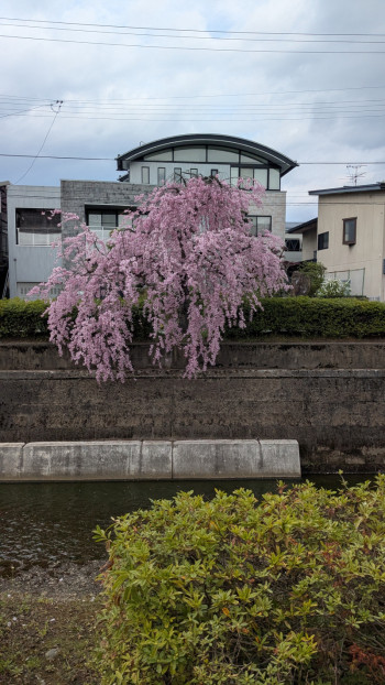 桜が見頃