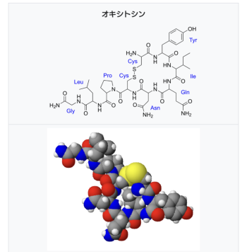 オキシトシンとエンドルフィン