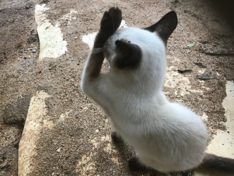 歩こう歩こう…私は？