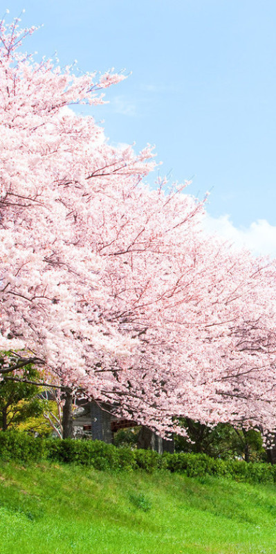 お花見できなかった....