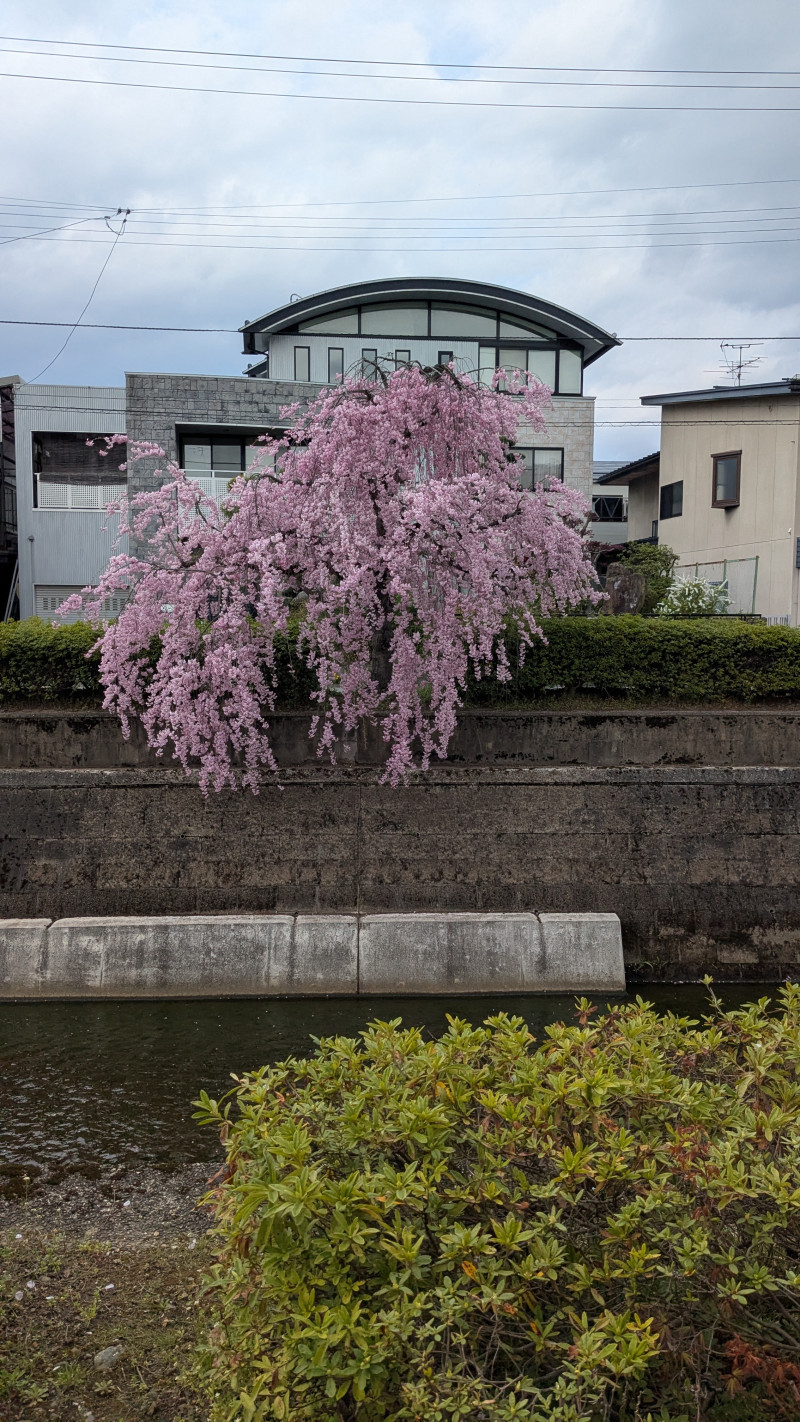 桜が見頃