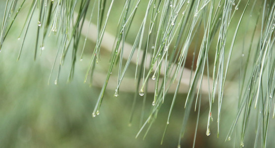 梅雨ですね…。