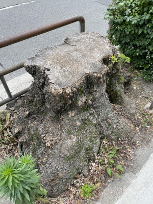 街で見かけたキになるアイツ