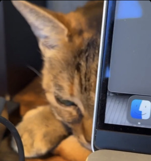 相棒ねこちゃん