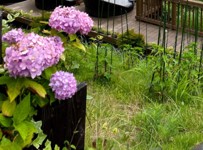 雨 花
