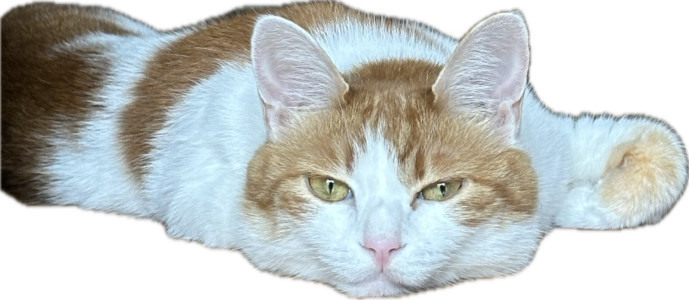 猫が溶けてました