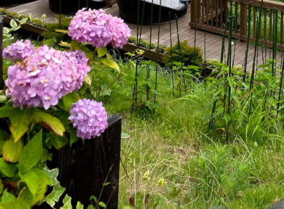 雨 花