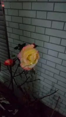 冬に咲くバラ