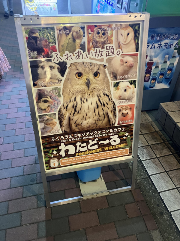 フクロウカフェ！？