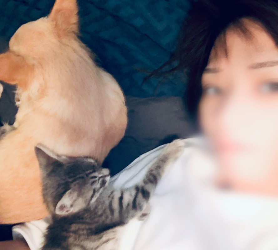 犬と猫となぎ。