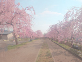 桜巡りpart2