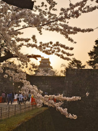 桜第二弾?