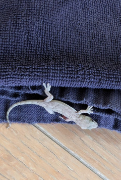 びっくり??