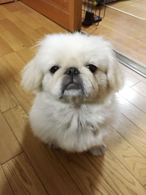 ぺきにーず