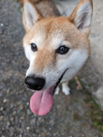 癒やし?