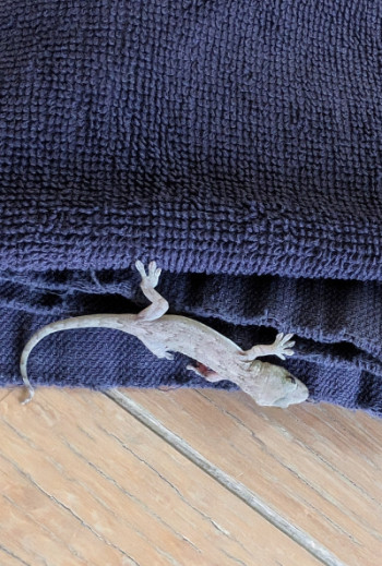 びっくり??