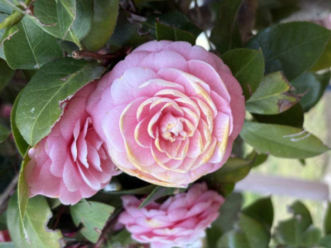 散歩してたら綺麗なお花を見つけた
