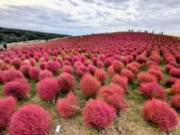 ??紅葉ならぬ"コキア色づく季節〜ひたち海浜公園の魅力〜??