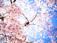 桜の花言葉は「優美な女性」