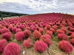 ??紅葉ならぬ&quot;コキア色づく季節〜ひたち海浜公園の魅力〜??