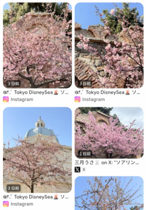 ディズニーと桜道 - 舞浜の春散策ガイド??