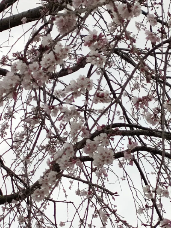 雨ですね‥