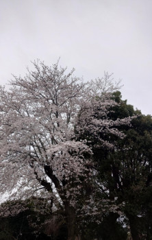 入学式ですかね