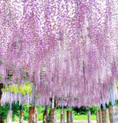藤の花