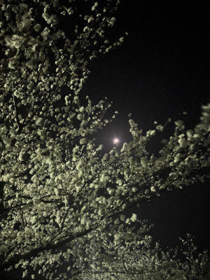 夜のランニング
