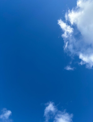 さくら