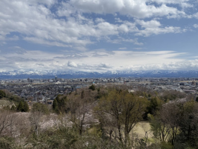 桜の季節?