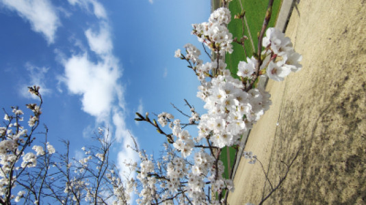 桜めぐり