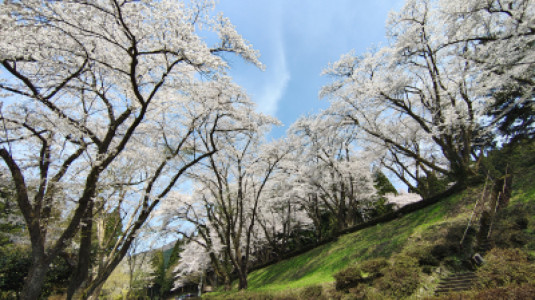桜舞う　樹木公園
