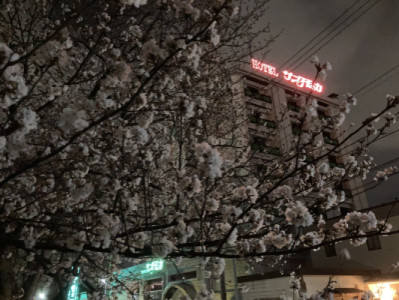 桜?パートII