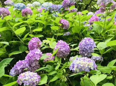 梅雨、紫陽花。