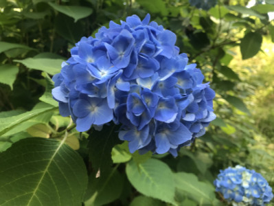梅雨空と紫陽花??