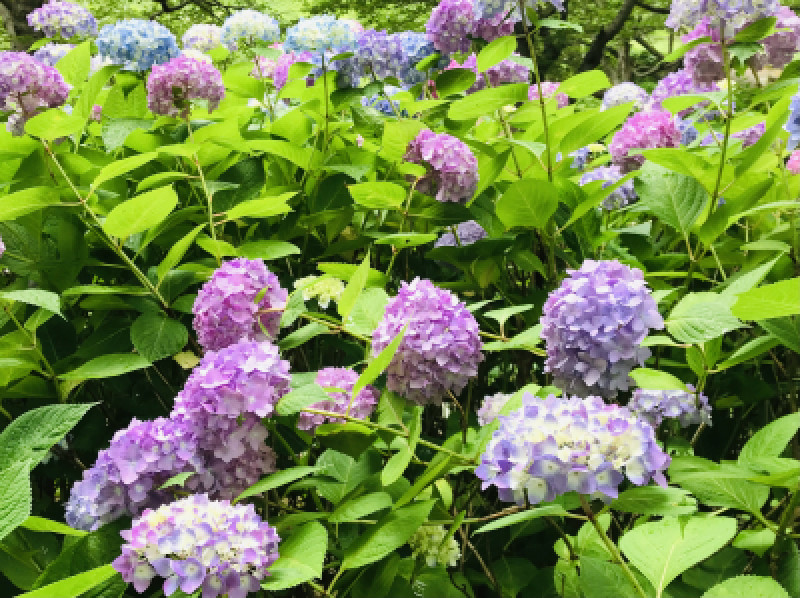 梅雨、紫陽花。