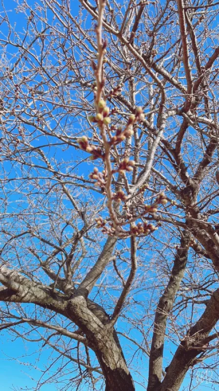 桜の蕾